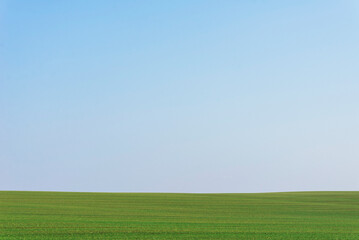 Green field with blue sky as background.