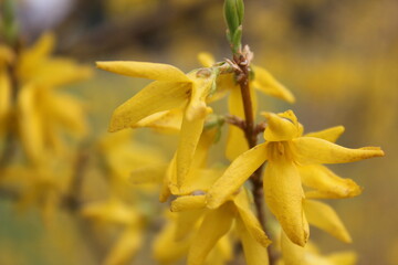 Natur  © Stefanie