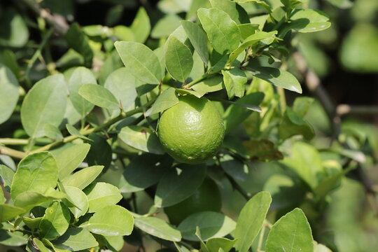 photo of Rain water drops on green raw lemon in the garden