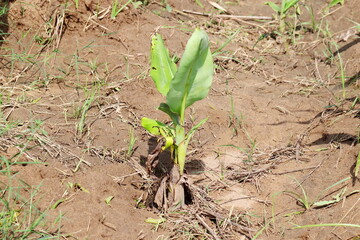 photo of small banana plant in the garden