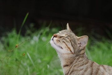 photo of A cat sitting in the garden and smelling the air - obrazy, fototapety, plakaty
