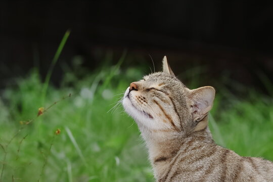 photo of A cat sitting in the garden and smelling the air