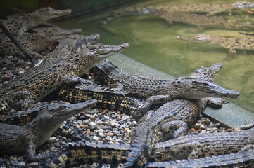 Obraz premium Photos of animals - crocodiles and alligators