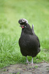 Black Poland chicken with white crest free range in garden