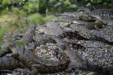 Photos of animals - crocodiles and alligators