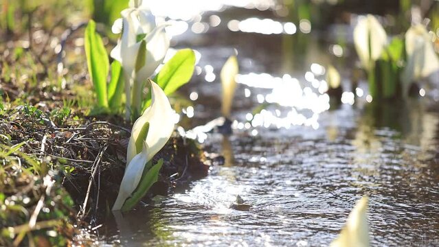 ミズバショウ　湿原　水の流れ