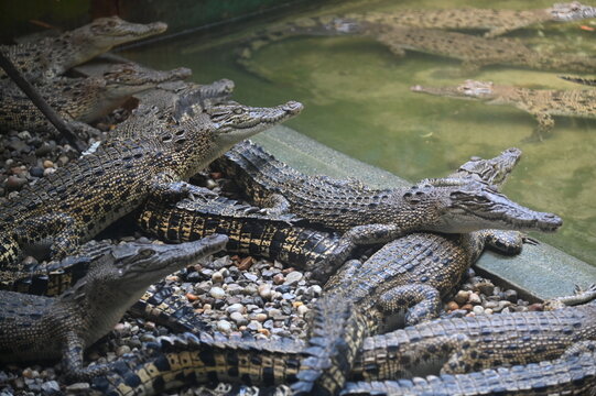 Photos of animals - crocodiles and alligators