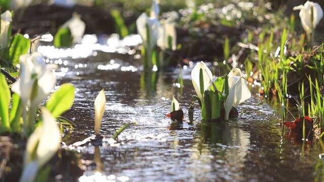 ミズバショウ　湿原　水の流れ