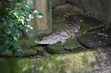 Photos of animals - crocodiles and alligators