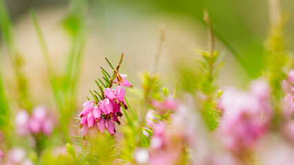 Blooming erica carnea on the field. Pink erica carnea flowers on a blurred background