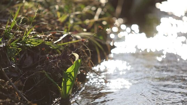ミズバショウ　湿原　水の流れ