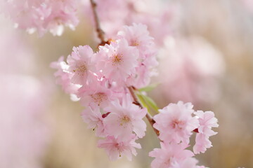 満開の八重紅枝垂れ桜のクローズアップ