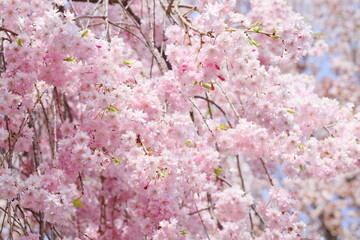 満開の八重紅枝垂れ桜