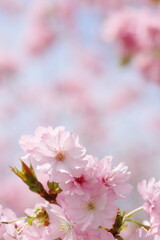 満開の八重桜のクローズアップ撮影