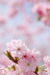 満開の八重桜のクローズアップ撮影