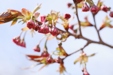 ほころび始めた八重桜のつぼみ