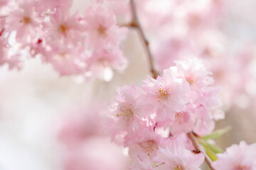 満開の八重紅枝垂れ桜のクローズアップ