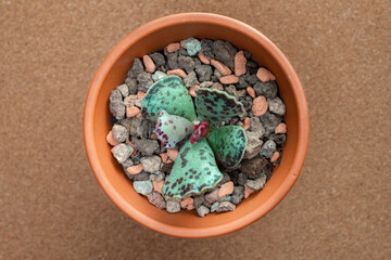 Little succulent plant Adromischus cooperi. Also known as Cotyledon cooperi. The plant is endemic to the Eastern Cape of South Africa.