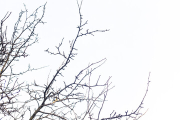 Dry bare tree branches on a background of blue sky in sunny weather