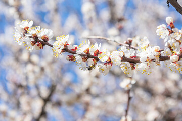Blossom with bees gathering nectar