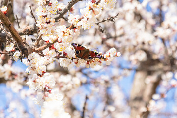Butterfly on Branch with white cherry blossoms flowers