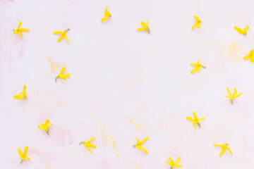 Fresh spring yellow forsythia flowers on pastel pink background. Abstract floral pattern. Spring...