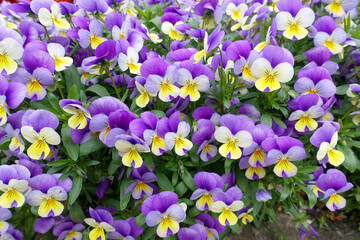 ビオラの可憐な花