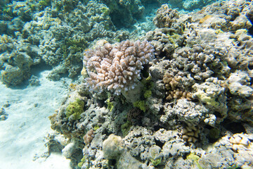 Fototapeta na wymiar A view of coral reef
