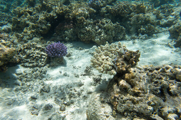 Naklejka na ściany i meble A view of coral reef