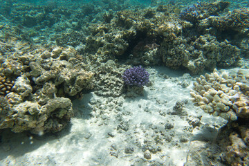 A view of coral reef