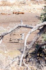 Photo of  kori bustard, Ardeotis kori