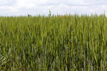 A view of grain field in Italy