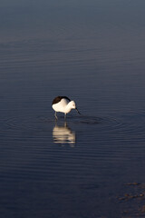 View of pied stilt, Himantopus leucocephalus