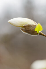 Blooming flower of white magnolia tree on blurred background. Blooming magnolia on a branch. Copy space