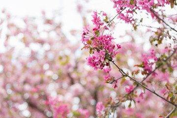 Blooming branches of Malus floribunda or Japanese flowering crab apple and sky. Spring background with pink flowering plants. Close-up, soft selective focus