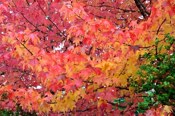 アメリカフウの紅葉