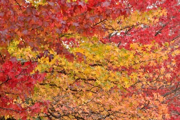 アメリカフウの紅葉