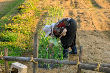 畑の草むしりをしている女性　高齢　農家