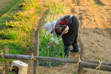 畑の草むしりをしている女性　高齢　農家
