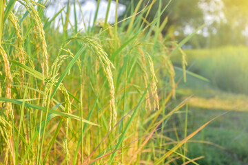 Field of ripe yellow rice grains and green leaves of rice fields in the morning