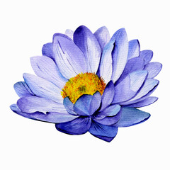 Blue water lily isolated on a white background. Watercolor illustration. a good design for a print on clothes, cover design.