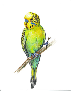 Green and yellow parrot budgerigar isolated