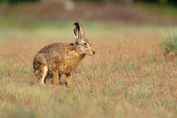 Zając szarak łac. Lepus europaeus na łące z żóltawą trawą w tle. Biebrzański Park Narodowy. © PIOTR