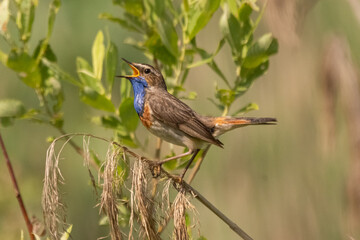 Fototapeta premium Podróżniczek łac Luscinia svecica śpiwający na trzcinie w Biebrzańskim Parku Narodowym.