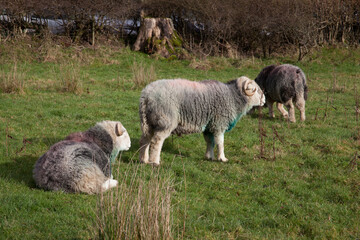 Fototapeta premium Sheep resting at Loweswater Lake in The Lake District in Cumbria in the UK