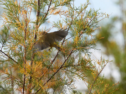 Fauna in the site of the "cova negra" of Xativa, Spain
