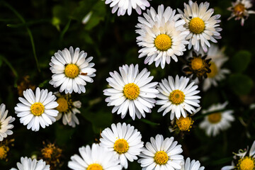 Bellis perennis flower. Daisy blooms in spring © Vlad Ispas