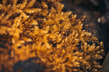 golden moss on a tree