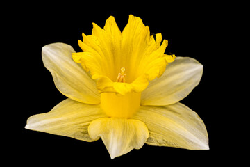 Fototapeta na wymiar yellow daffodil isolated on black