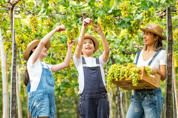 Asian kisds farmer  kids helping praents harvesting ripe green grapes in vineyard